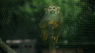 Life as a squirrel monkey at Reid Park Zoo