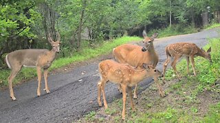Mother Deer with Twins Encounter Young Buck