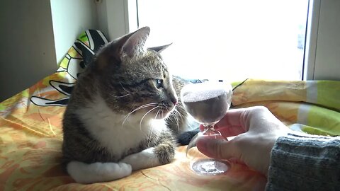 Curious Cat Studies the Hourglass Mechanism