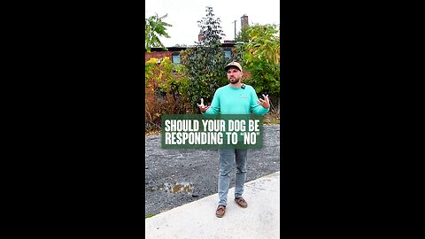 Should Your Dog Be Responding To “No”