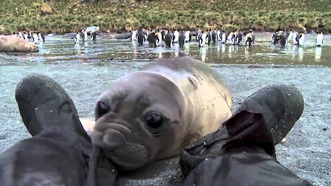 Curious Baby Seal Approaches Cameraman