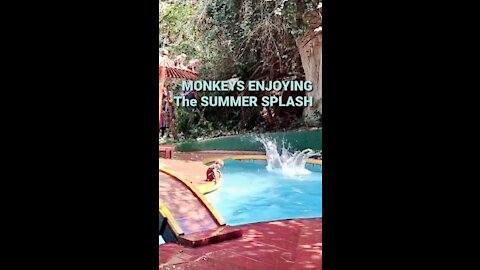 NAUGHTY MONKEYS ENJOY SUMMER SPLASH !!