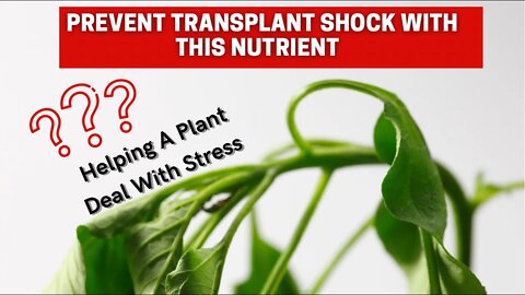 This Nutrient Help Plants Manage Stress! Potassium For Transplanting. 🌱🌿Plantmas ep 13