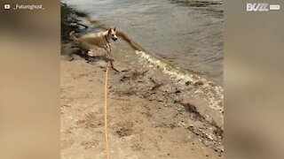 Cette chienne tente d'attraper les vagues!