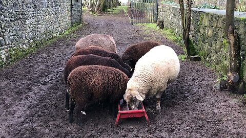 Robin watches as hoggett ewe lambs feed, waiting his turn