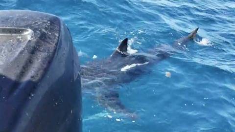 Great White Shark Curious About Boat Checks Out People In Florida