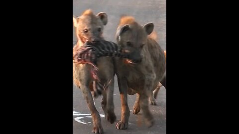 Hyenas Fight Over Zebra Scraps