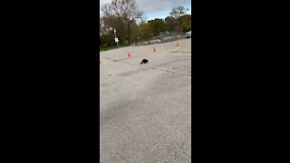 Beaver looking for Parking Space