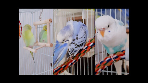 My white, yellow and blue budgies