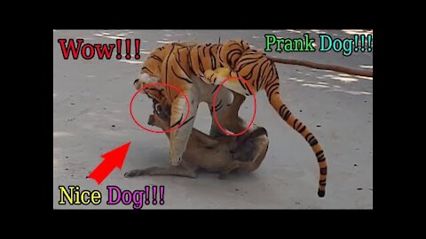 Fake Tiger Prank Dog So Funny Dog Reaction Try To Stop Laugh Challenge