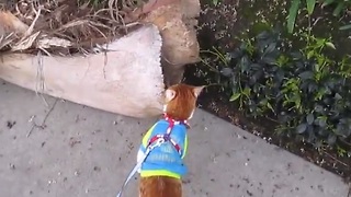 Cat on a leash loves to go for walks