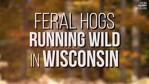 Feral Hogs in Wisconsin