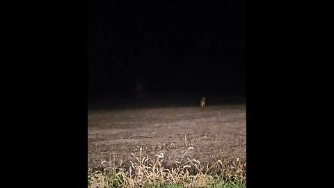 Whitetail Deer at Midnight