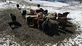 Last round of winter weather?? Making preparations for arrival of stocker steers.
