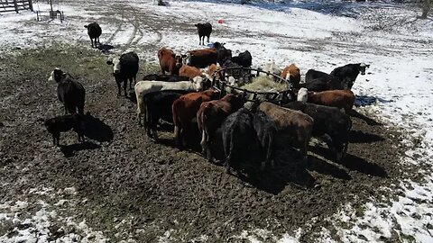 Last round of winter weather?? Making preparations for arrival of stocker steers.