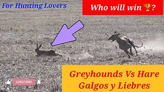 Who will win 🏆? The Hare 🐇 or Greyhounds? 😱 Galgos y liebres Quién ganará ? 누가 그레이하운드 대 토끼를 이길까?