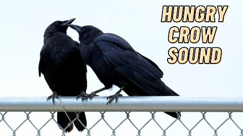 Hungry Crow Sound Video By Kingdom Of Awais