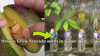 How to grow avocado from seed in water | best method to grow avocado seeds in water bottle | avocado