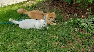 ❤️😻🥰#Cute #Kitties #Liza & #Leo with #the #wellerman #song🐱🥰❤️