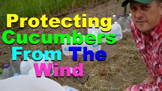 No. 641 – Planting and Protecting Cucumbers Plus a Surprise Volunteer