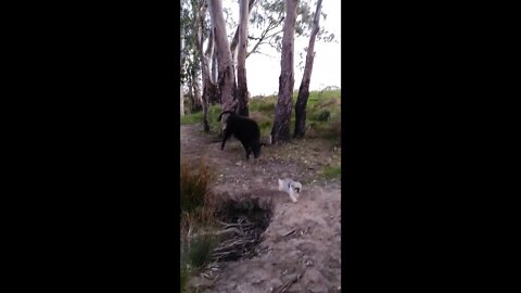 Shih Tzu Isn't Scared Of No Bulls