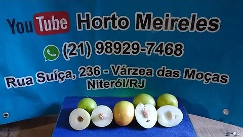 jujube como fazer muda é degustação uma fruta terapêutica