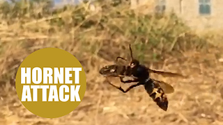 High-tech way of tackling invasion of killer Asian hornets