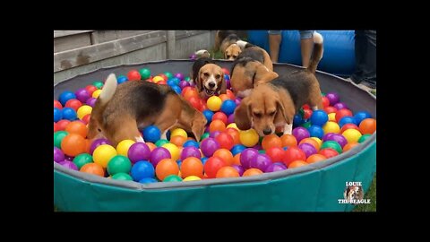 TOP 10 Beagle Dog Parties Ft. Louie & Marie