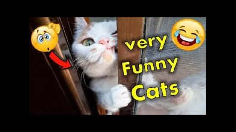 Funny animal videos try not to laugh