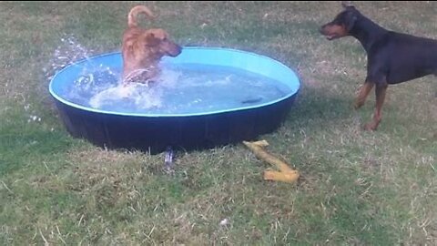 Labradoodle N Doberman Playing at summer