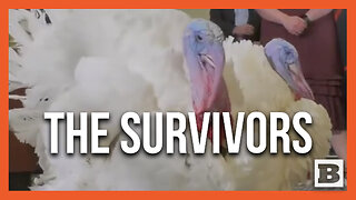 The Survivors! Meet Turkeys "Liberty" and "Bell" Who Were Spared in Eve of Presidential Pardon
