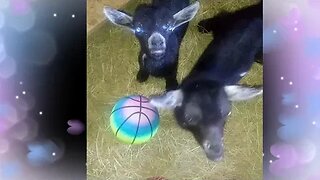 Bottle feeding baby goats--so cute!