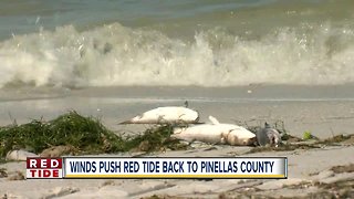 Hurricane Michael winds push Red Tide back to Pinellas County