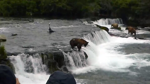Bear Belly Flops Off of Brooks Falls