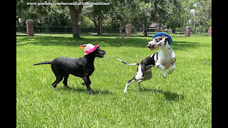 Great Danes enjoy zoomies in their birthday hats