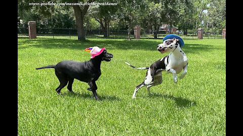 Great Danes enjoy zoomies in their birthday hats