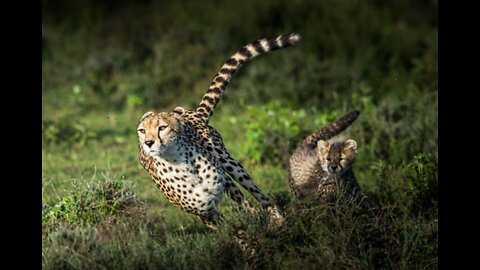 Cheetah chases wildebeest - The Hunt - BBC One.mp4