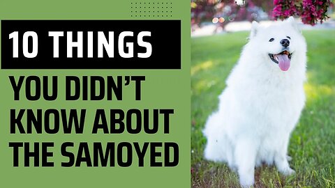 Things You Probably Didn’t Know About The Smiling Samoyed.