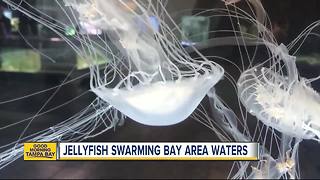 Thousands of Atlantic Sea Nettle jellyfish are now swarming Tampa Bay area waters