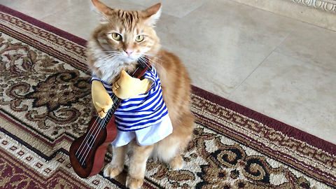 Great Dane Watches Cat Dance Backwards in Halloween Costume