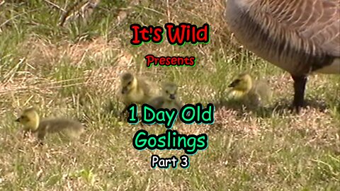 1 Day Old Goslings - Part 3