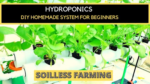 Hydroponics For Beginners