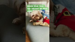 Shih tzu cuteness