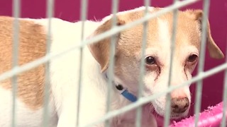 Animal foundation has recovered 190 animals since July 4