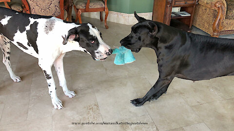 Funny Great Dane and Puppy Love to Play Tug of War