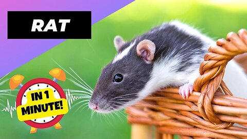 Rat - In 1 Minute! 🐁 One Alternative Animal To Have As A Pet | 1 Minute Animals