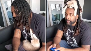Gamer finds genius way to deal with pesky kitten