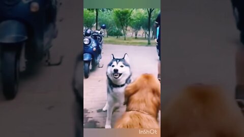 An angry dog🐕‍🦺 Bold only with the owner😂#shorts