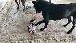 Gentle Great Dane Rolls 7 Week Old Puppy Over and Over and Over