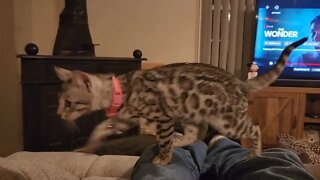 Bengal Cat kitty!
